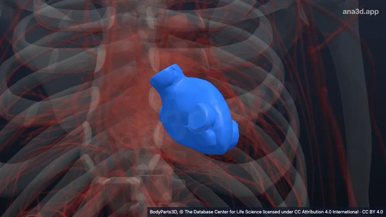 3D model: left ventricle