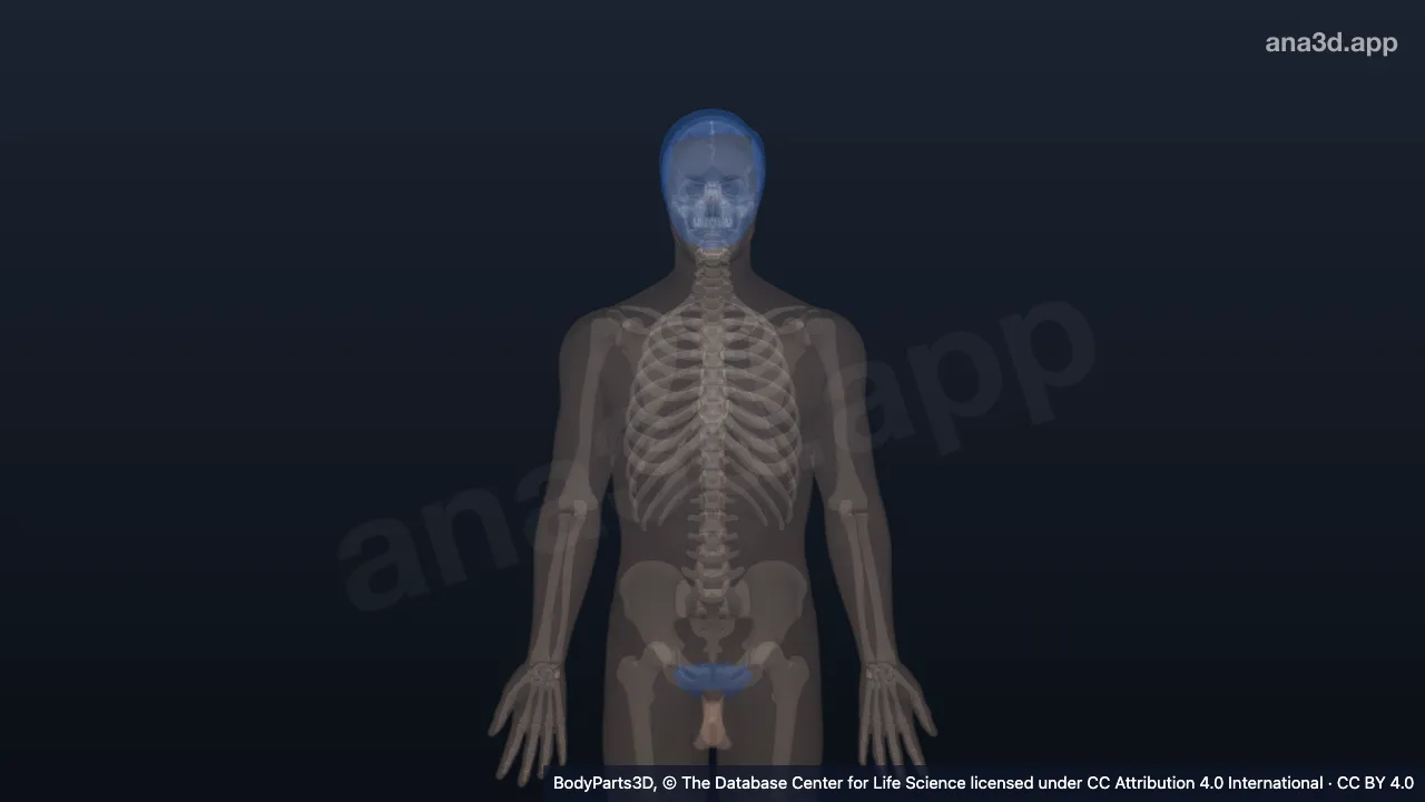Modelo 3D: fanera