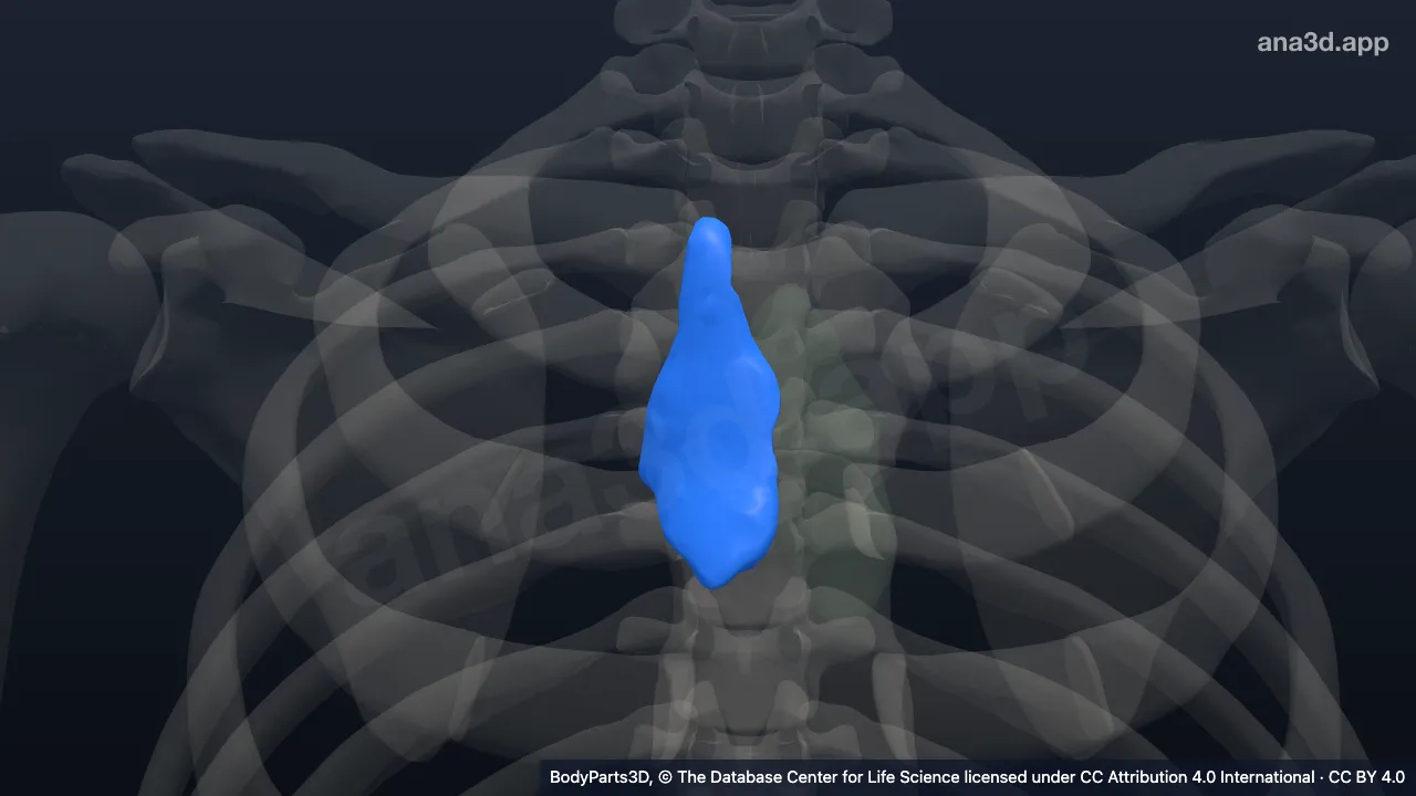 3D model: right lobe of thymus