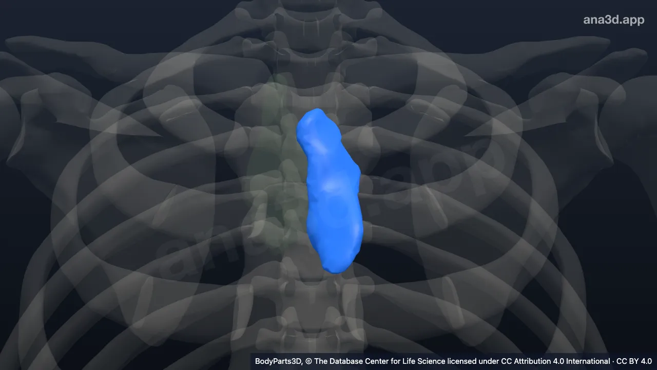 3D model: left lobe of thymus