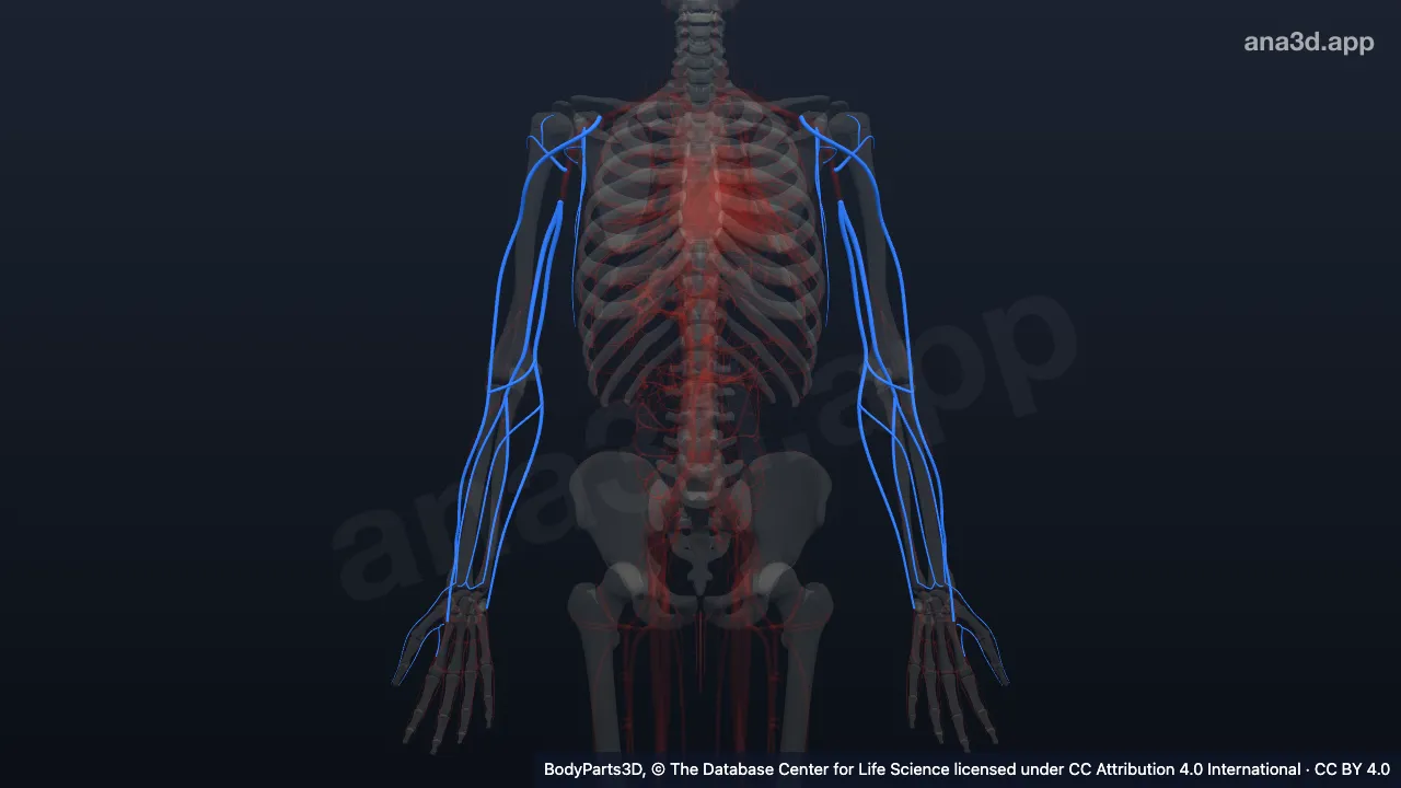 3D model: tributary of axillary vein