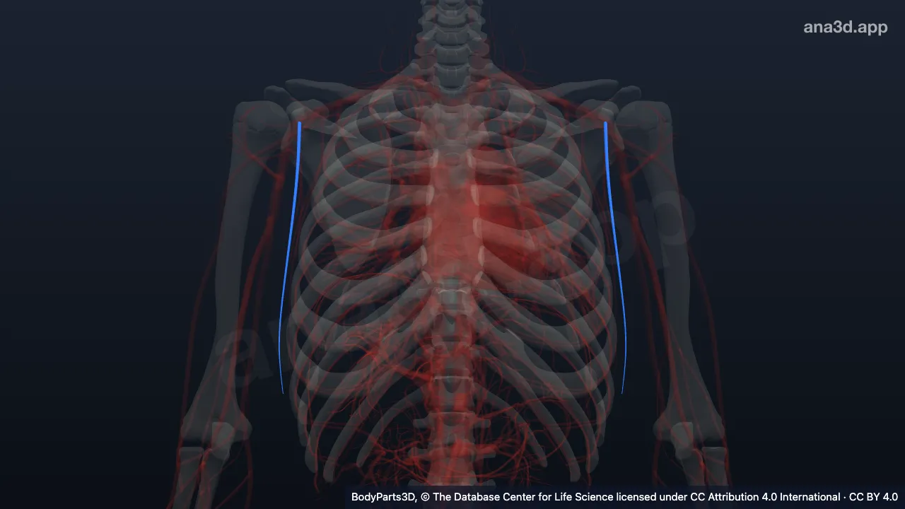 3D model: lateral thoracic vein