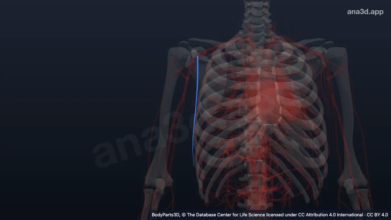 Modelo 3D: Vena torácica lateral derecha