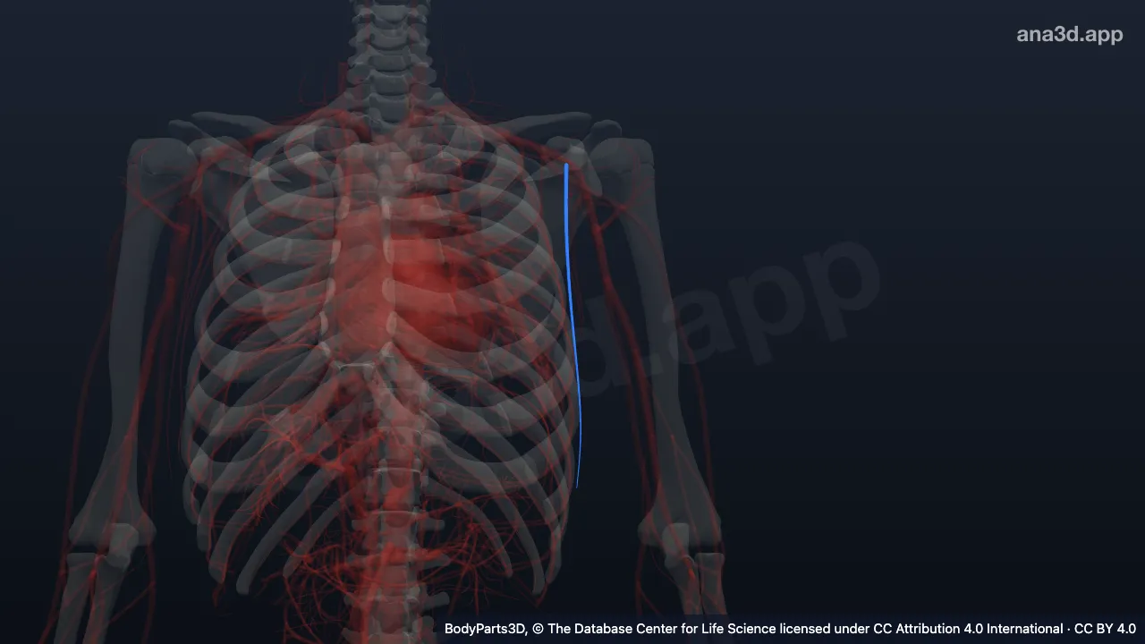 Modelo 3D: Vena torácica lateral izquierda