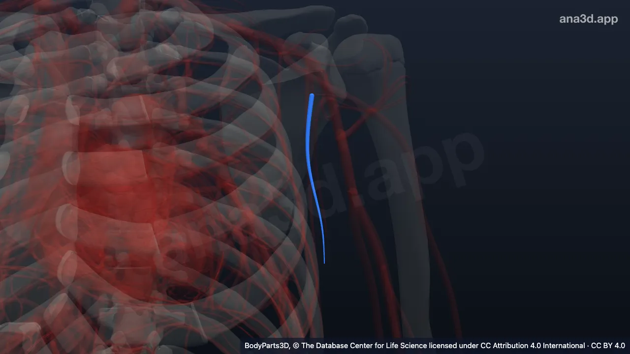 3D model: left thoracodorsal vein