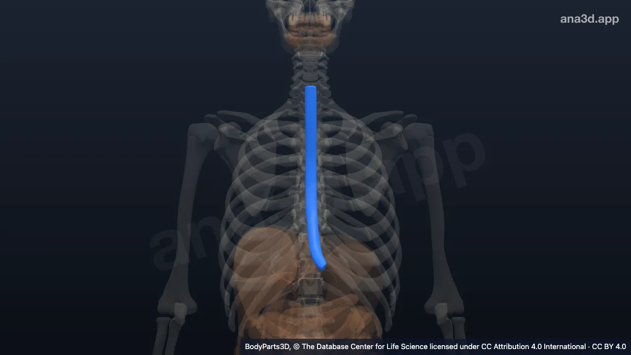 Esophagus: anatomy, location and function