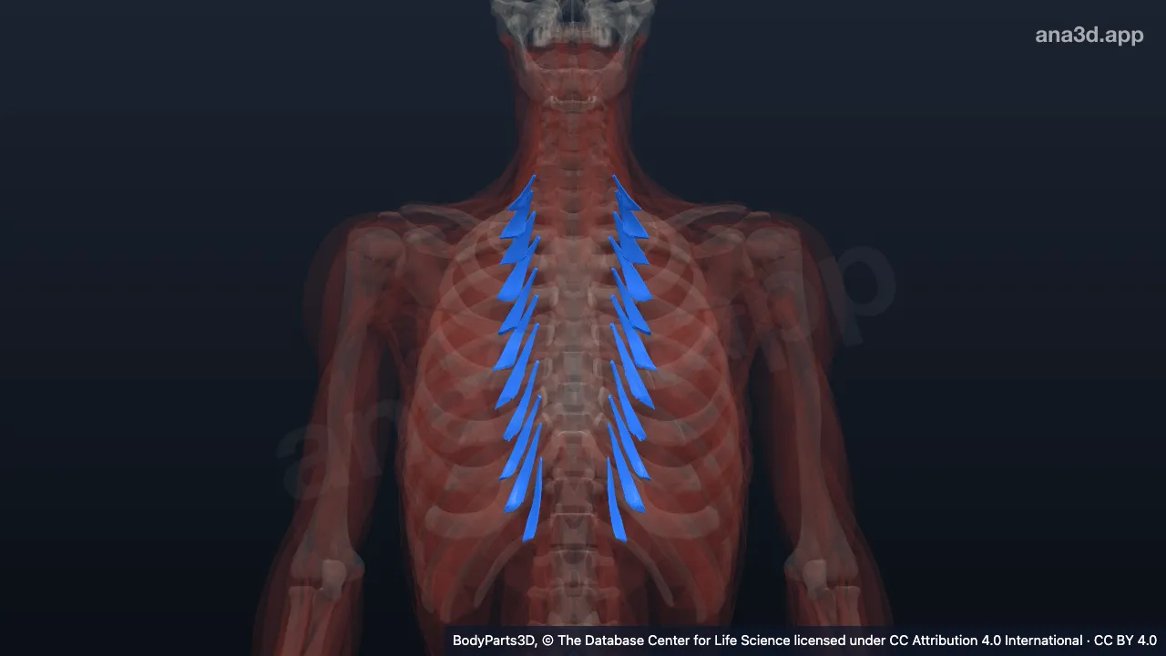 3D model: set of levatores costarum longi