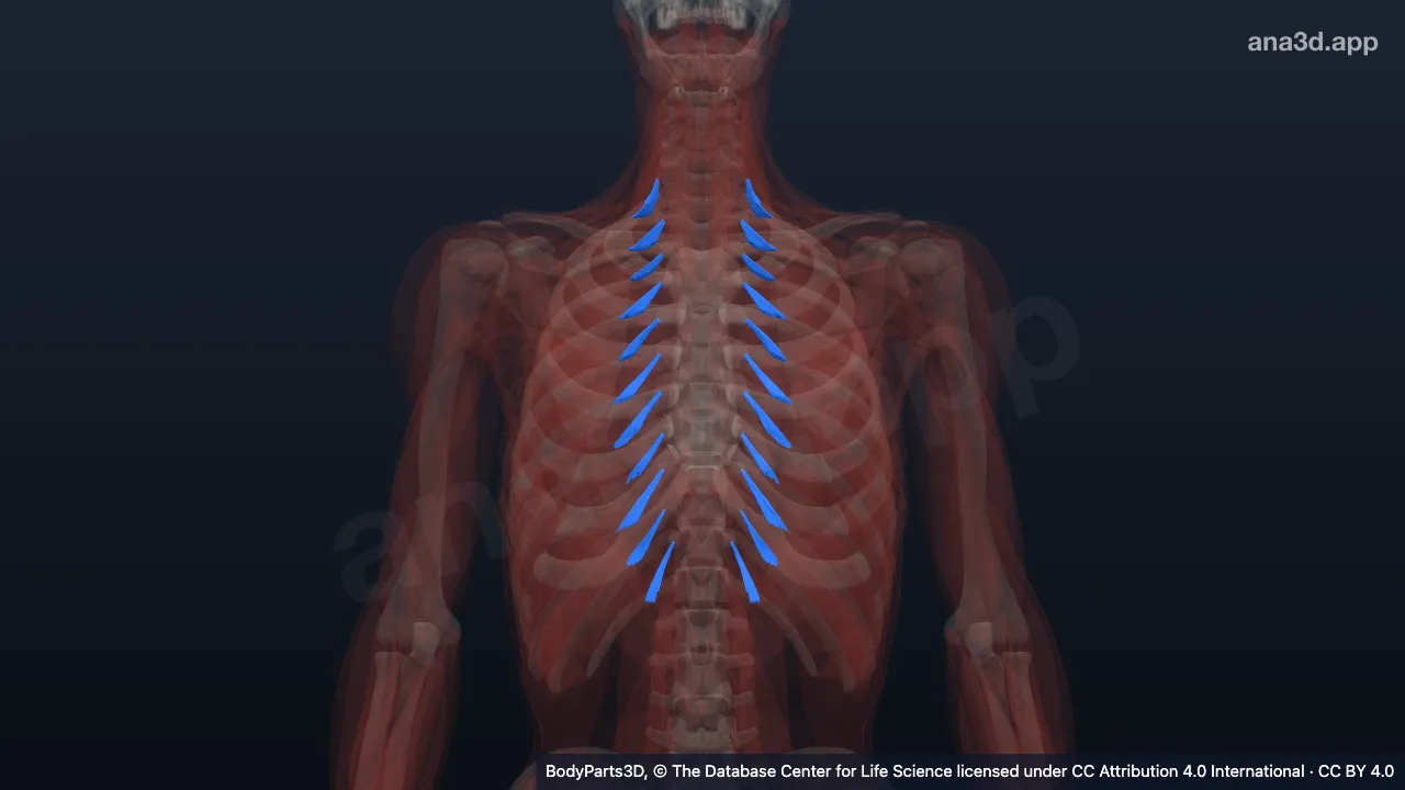 3D model: set of levatores costarum breves