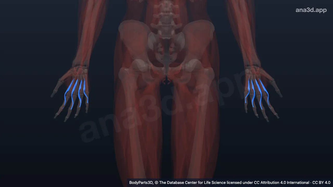 3D model: set of lumbricals of hand