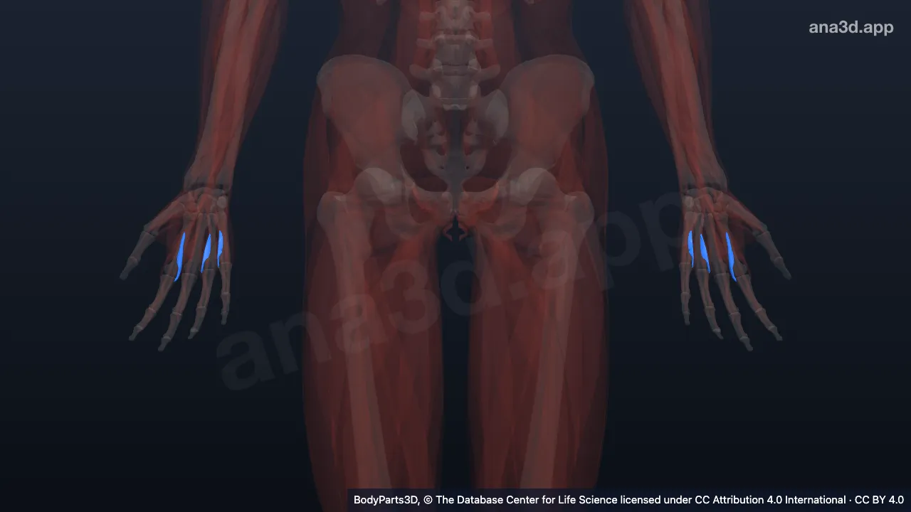 3D model: set of palmar interossei of hand
