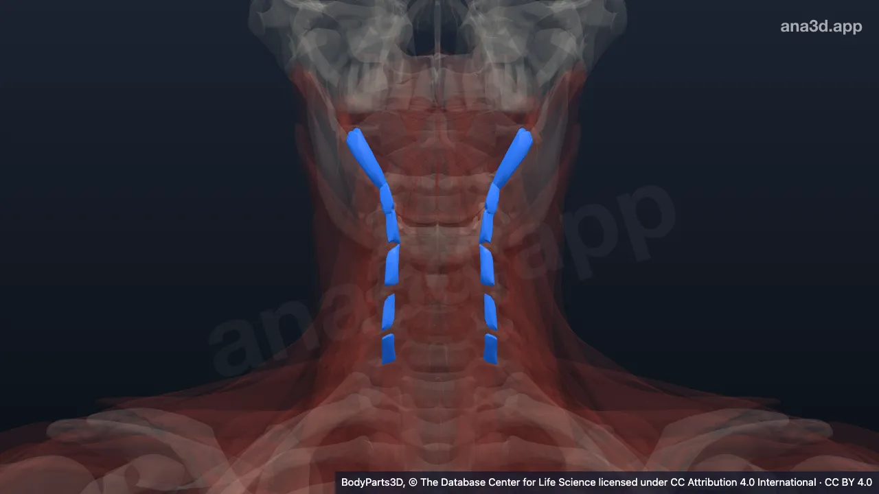 Modèle 3D : muscle intertransversaire antérieur du cou