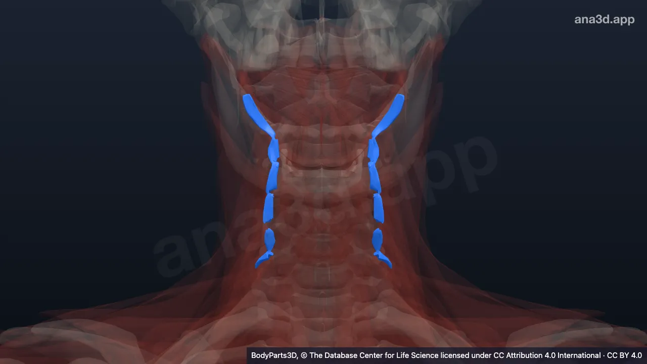 3D model: set of posterior cervical intertransversarii