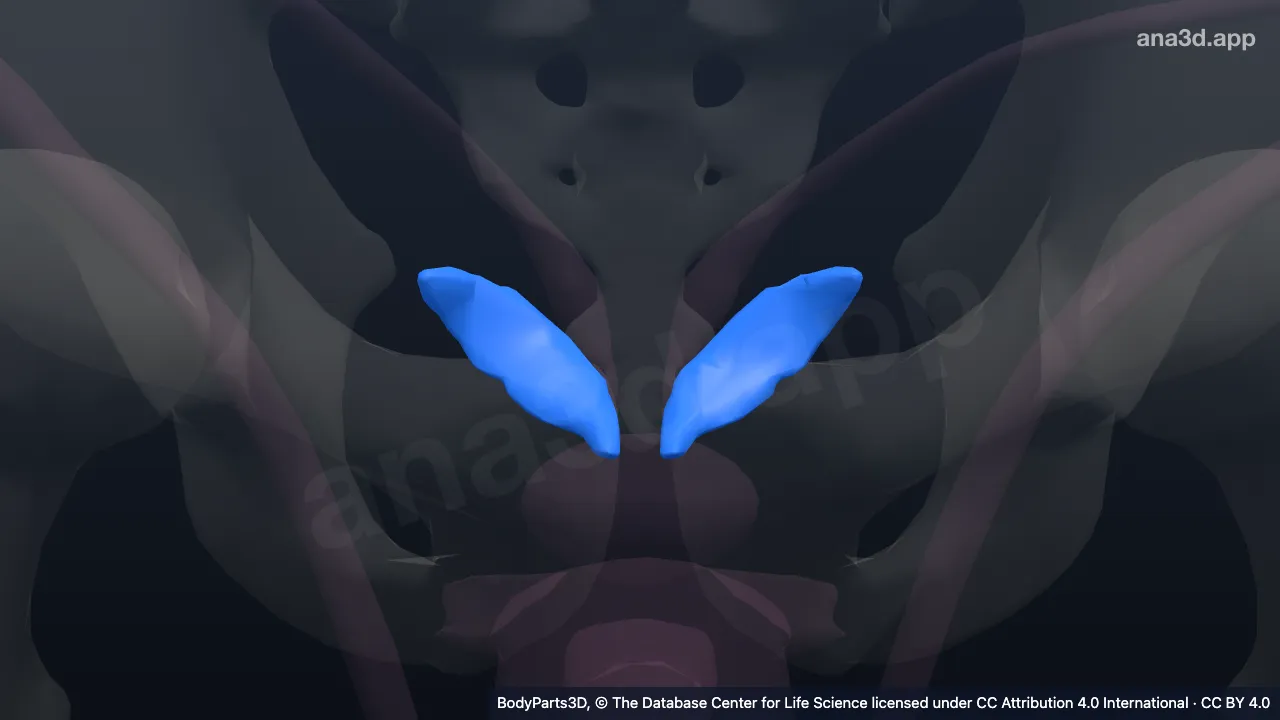 Modelo 3D: Glándula componente de órgano