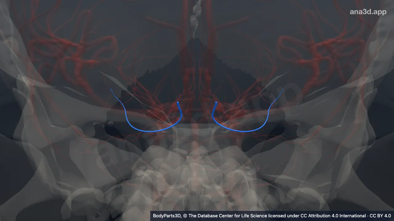 Model 3D: Kumpulan cabang temporalis posterior arteri oksipitalis lateralis