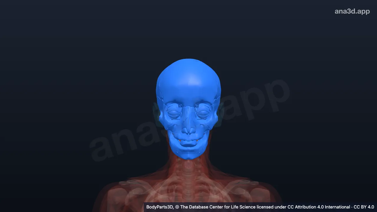 3D model: head