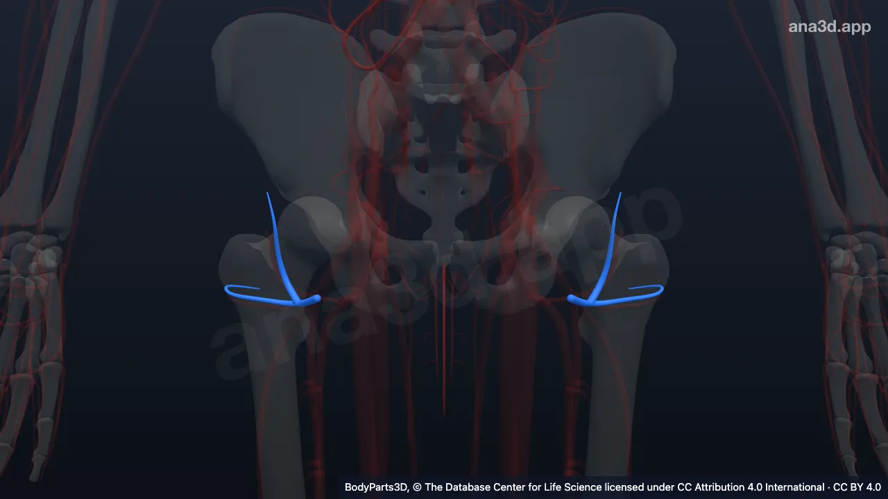 Modelo 3D: Ramos calcâneos da artéria tibial posterior