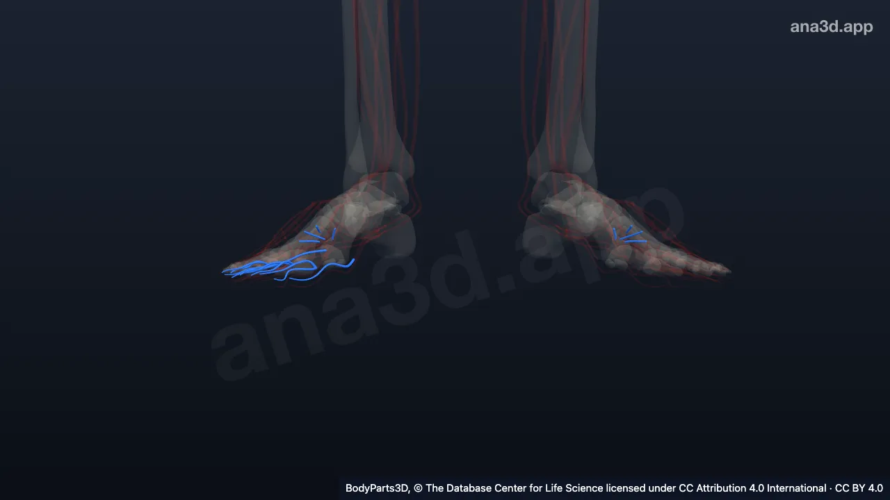 Modelo 3D: Artérias plantares digitais propias