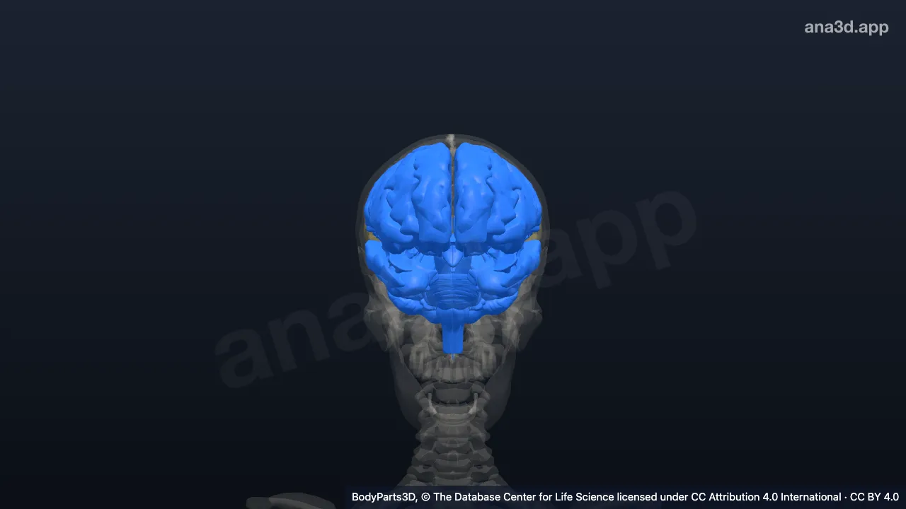 Modèle 3D : système nerveux