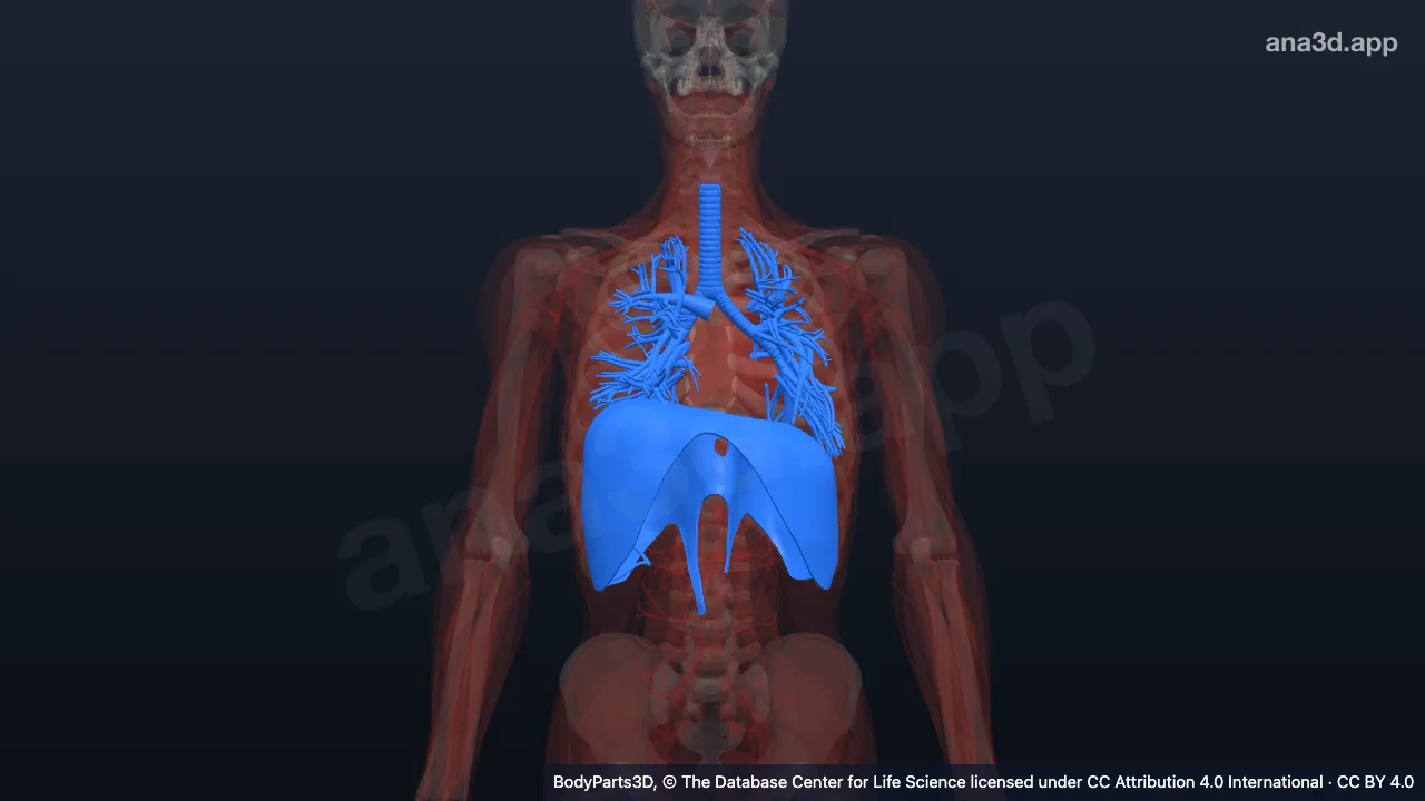 Modèle 3D : appareil respiratoire