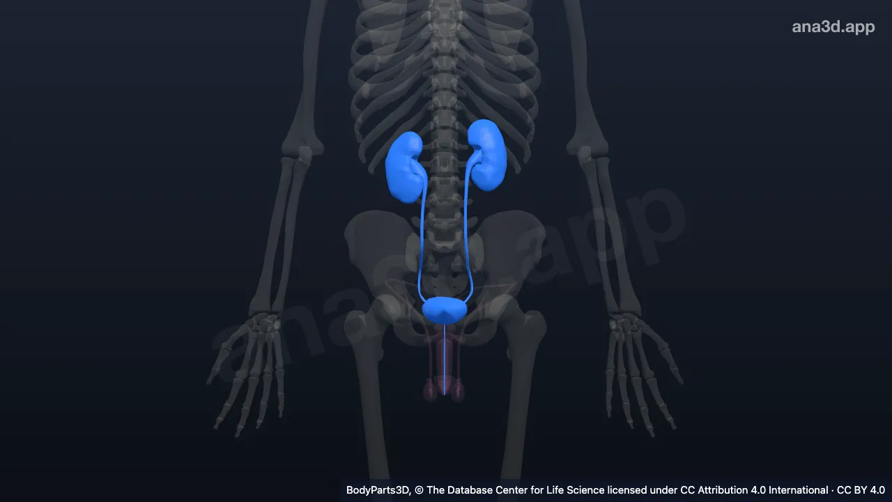 Model 3D: Sistem urin