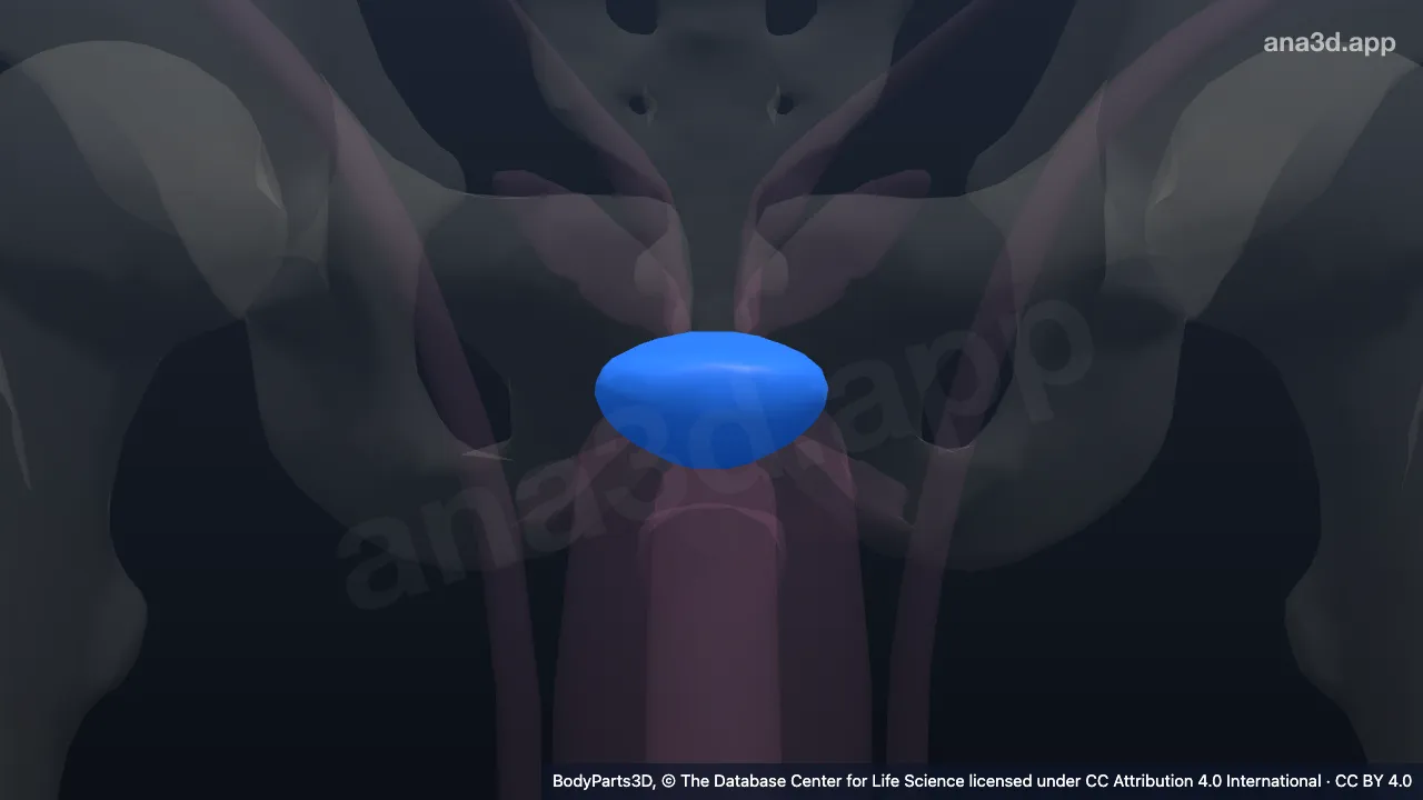 3D-Modell: Geschlechtssystem