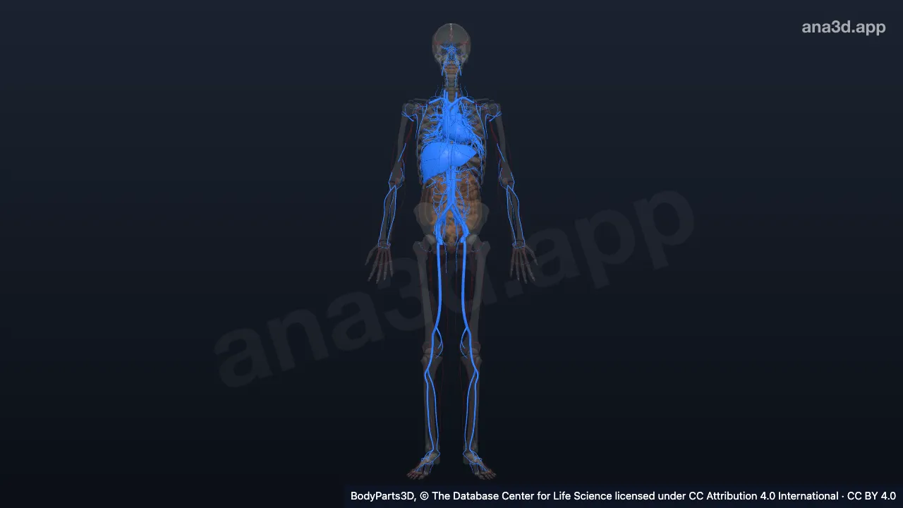 Modelo 3D: aparato circulatorio