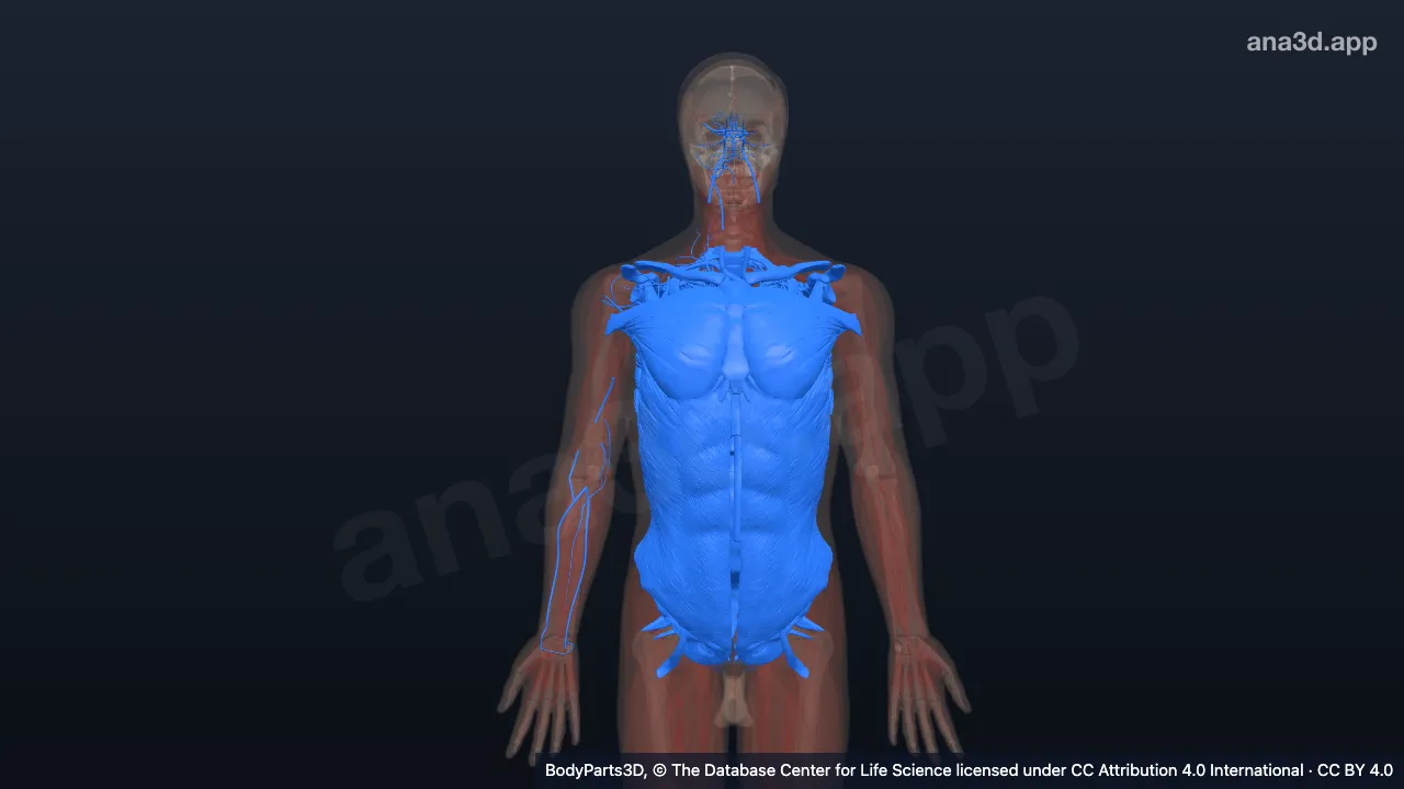 3D-Modell: Rumpf