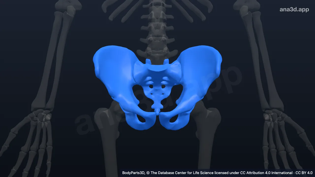 3D model: lower limb