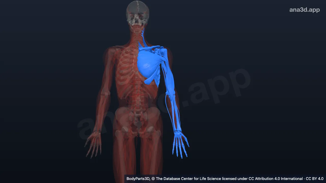 3D model: left upper limb