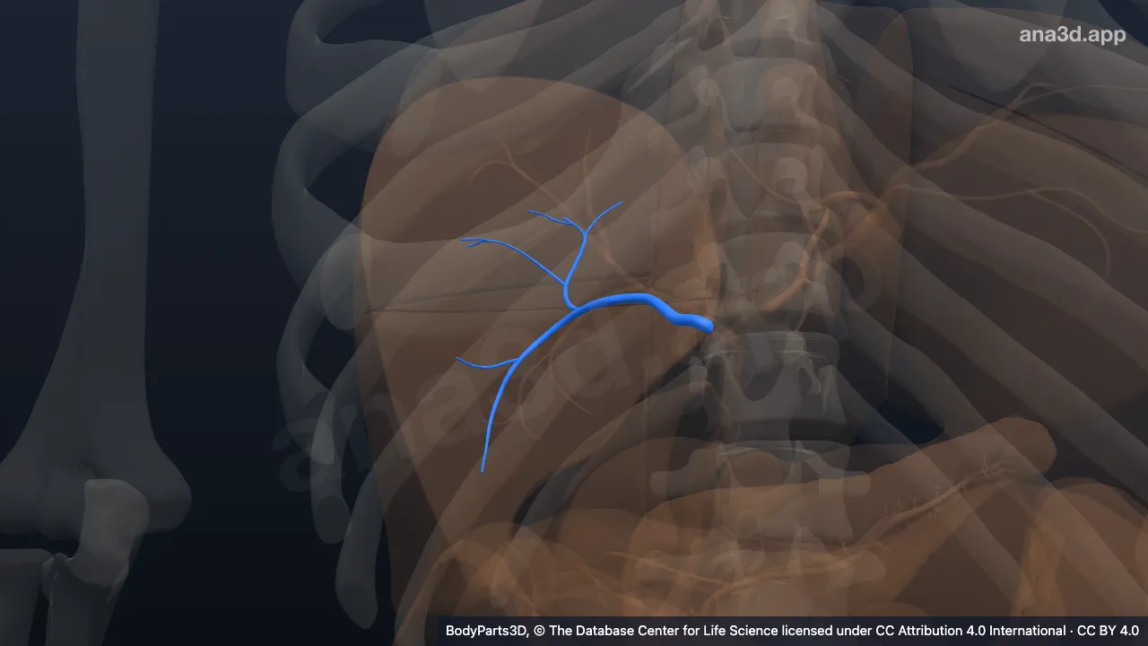 3D model: posterior tributary of right hepatic biliary tree