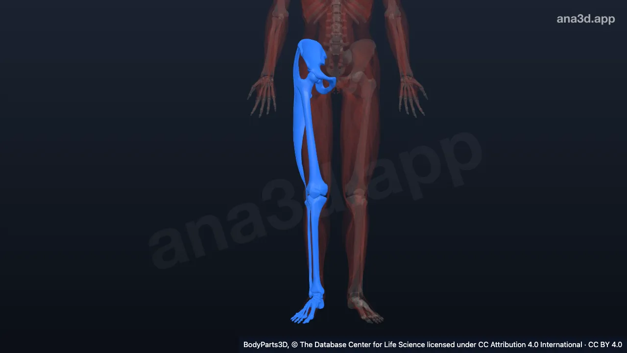 Model 3D: Ekstremitas bawah kanan