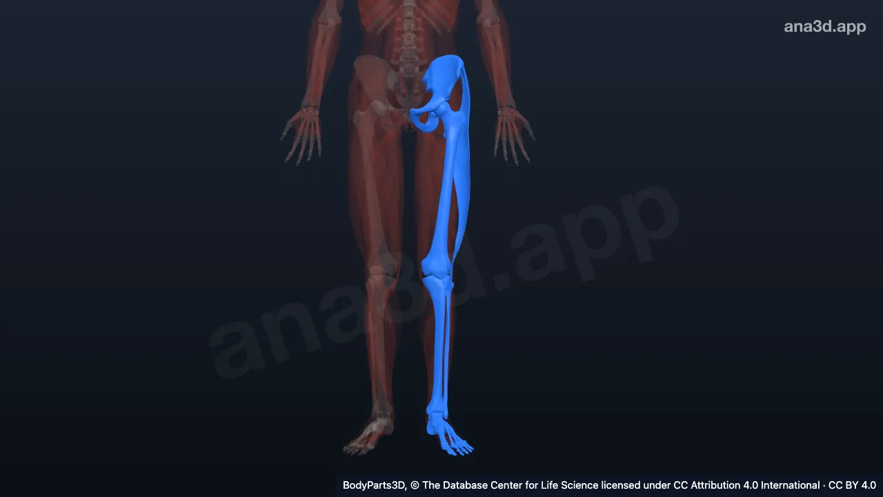 3D model: left lower limb
