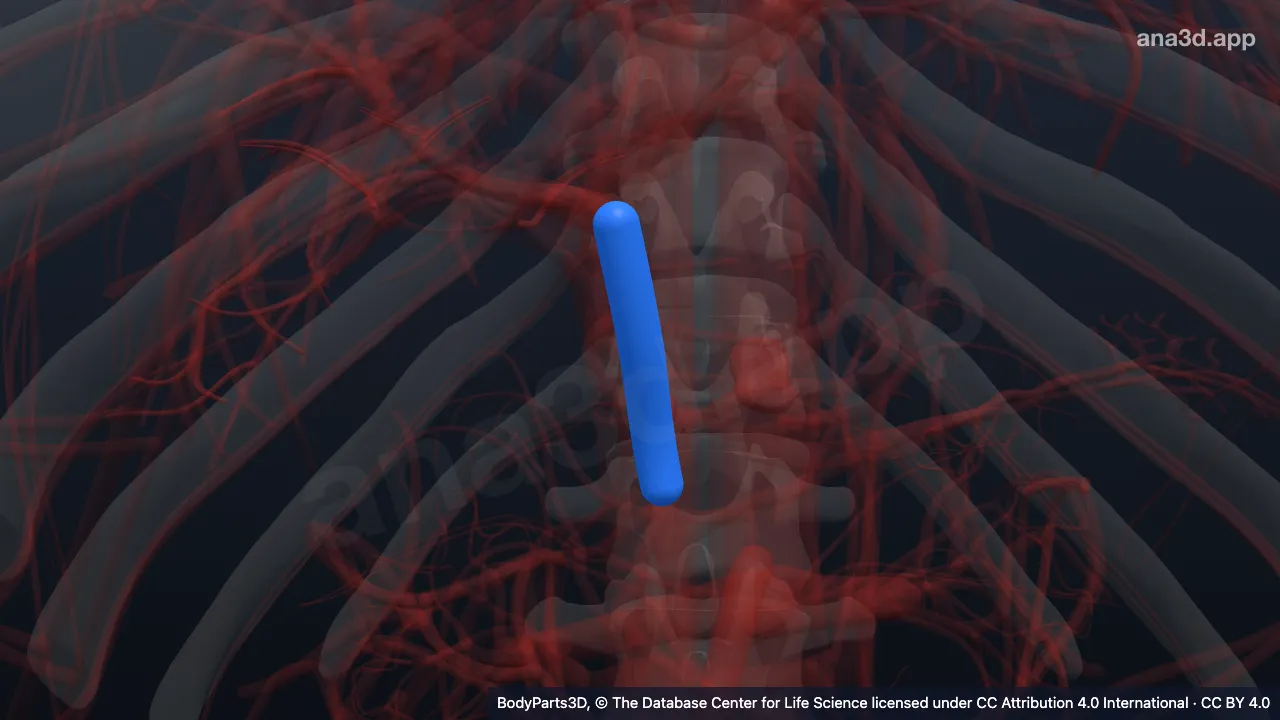 3D model: pre-hepatic portal vein