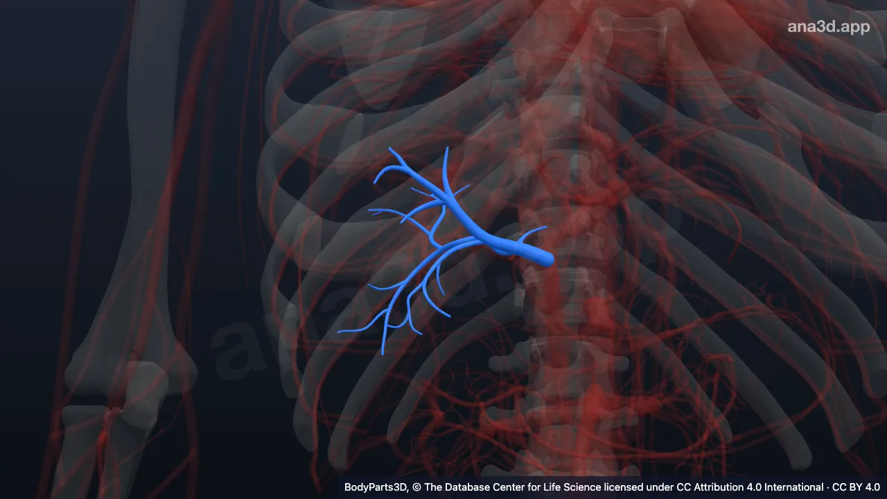 3D model: subdivision of right hepatic portal vein