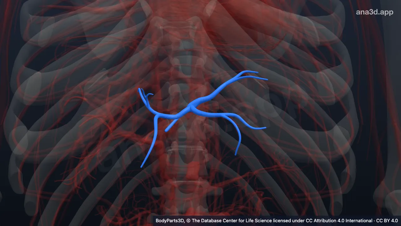 3D-Modell: Unterteilung der linken Vena portae hepatis