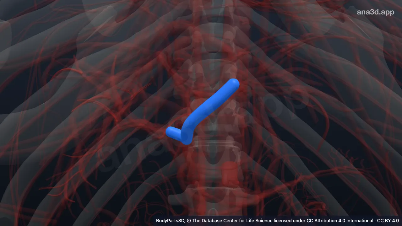 3D model: trunk of branch of hepatic portal vein