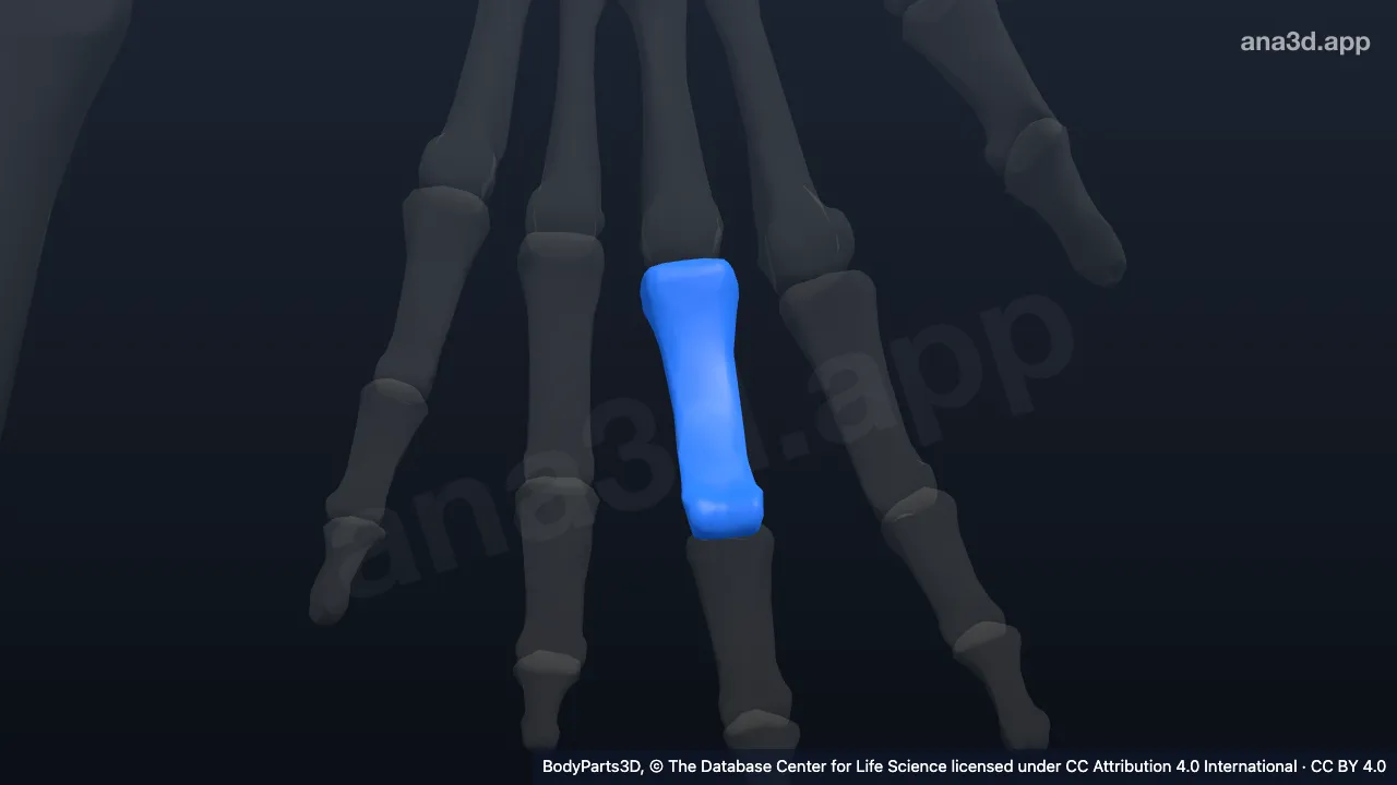 3D model: proximal phalanx of left middle finger