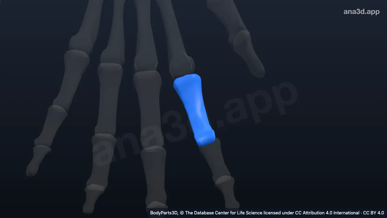 Modèle 3D : Phalange proximale de l'index gauche