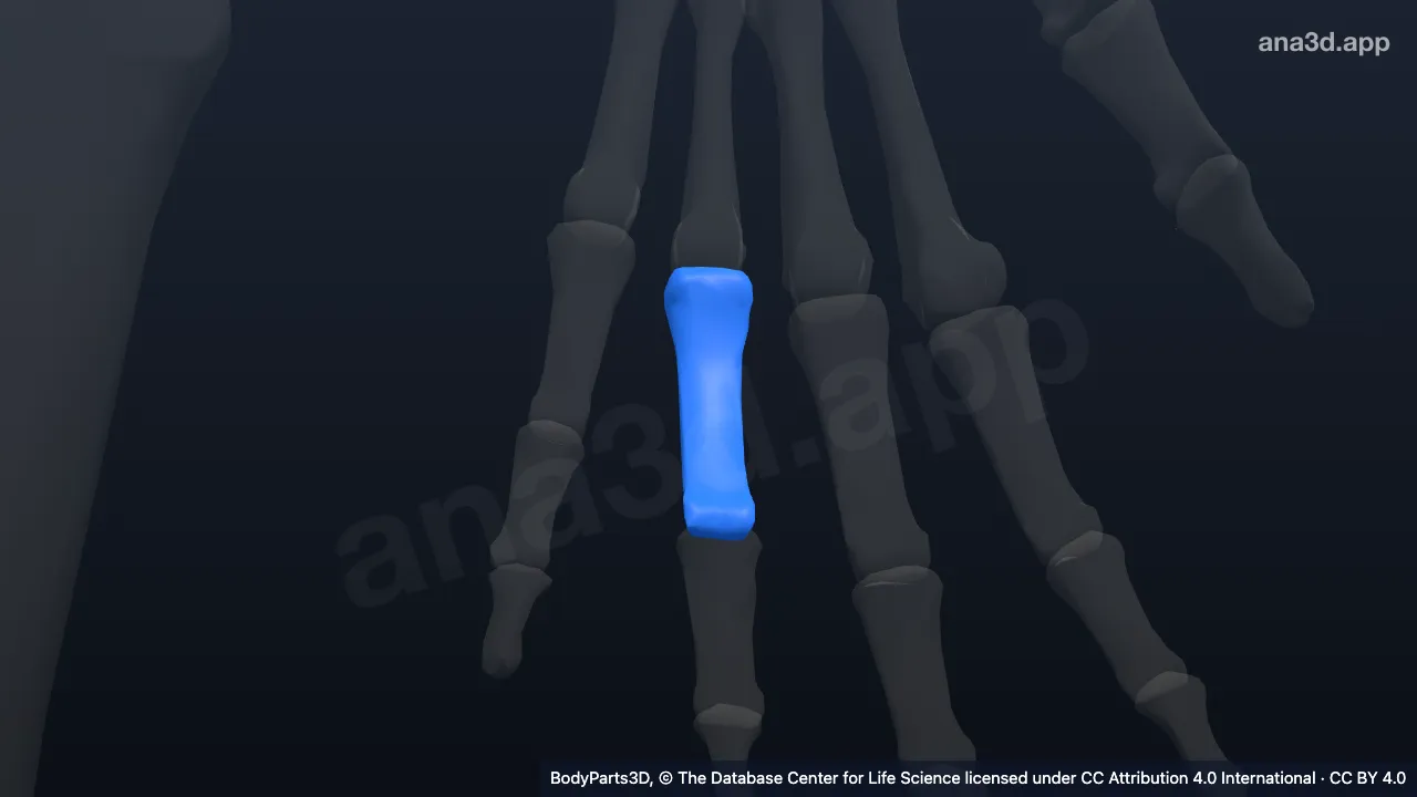 Modèle 3D : Phalange proximale de l'annulaire gauche