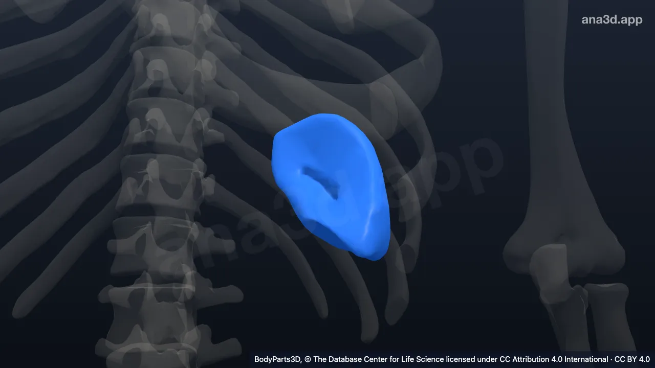 Spleen: anatomy, location and function