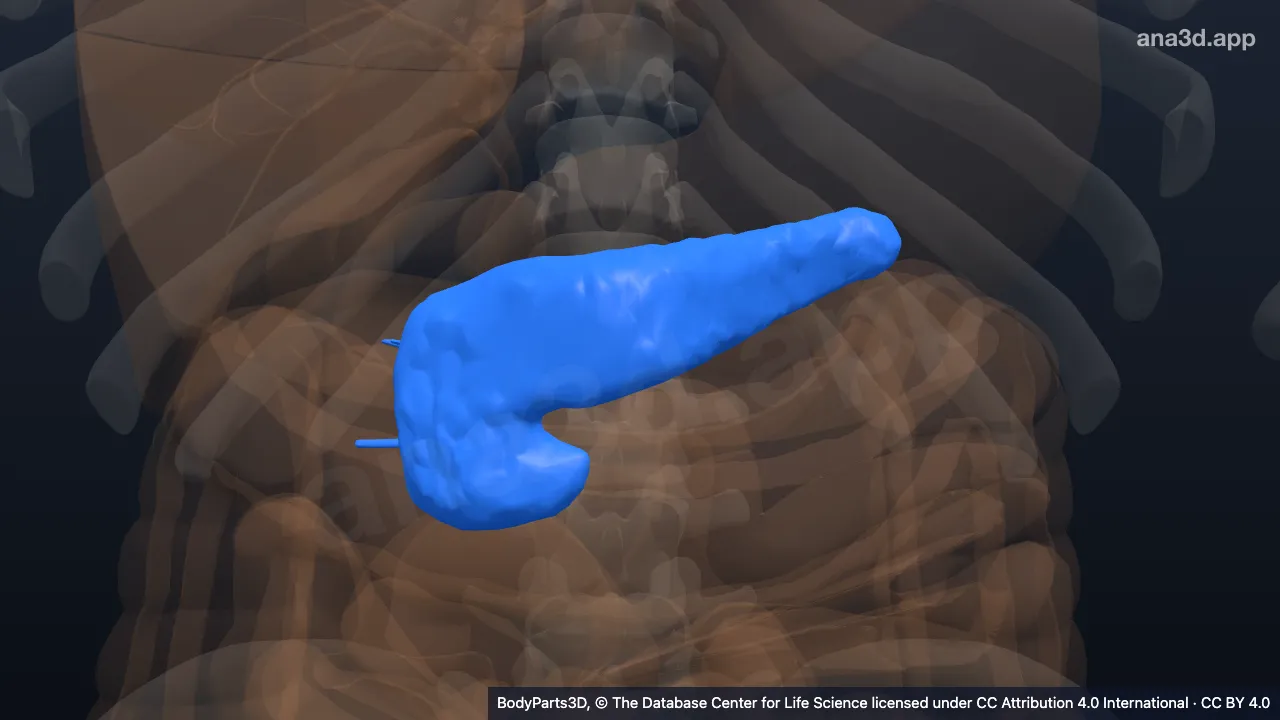 Pancreas: anatomy, location and function