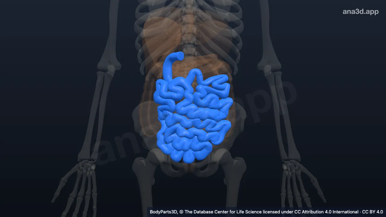 Small intestine: anatomy, location and function
