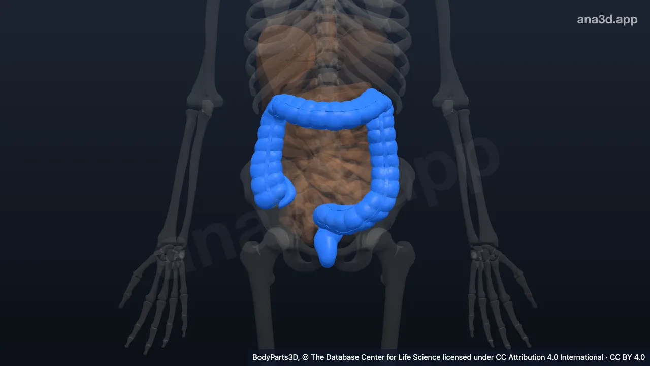 3D-Modell: Dickdarm
