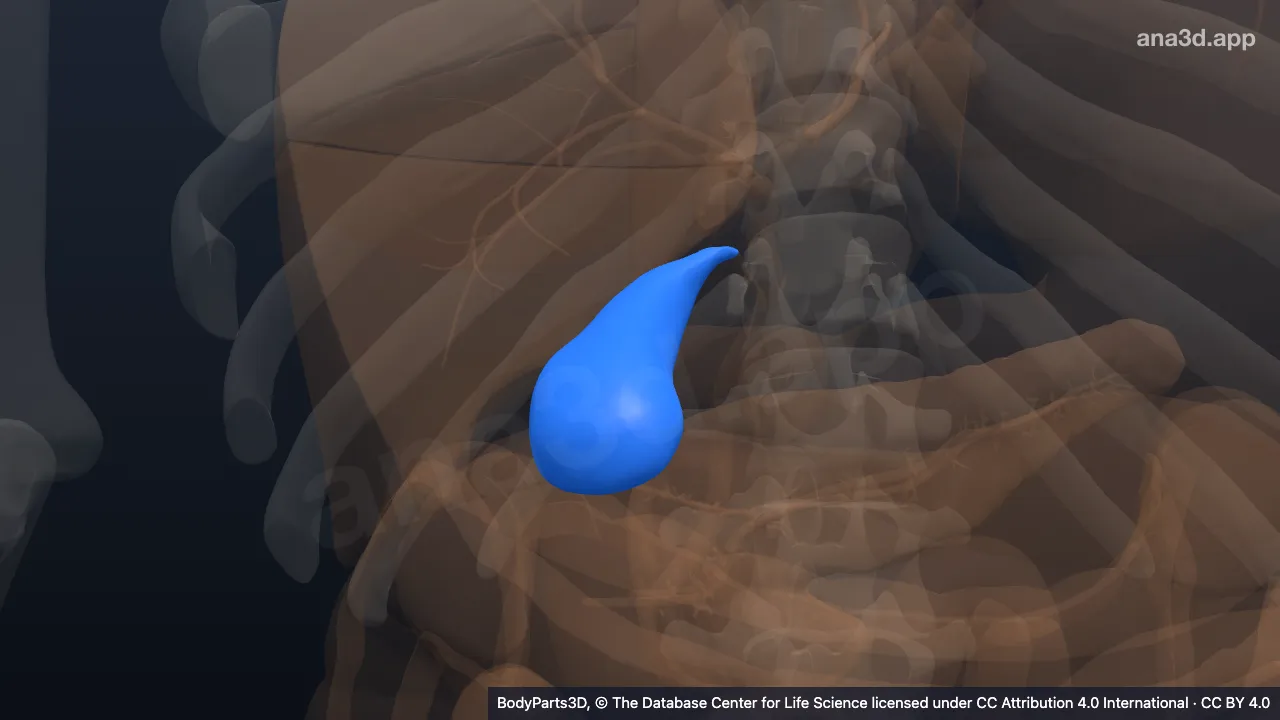 Modelo 3D: vesícula biliar