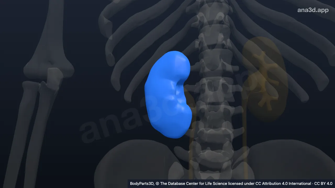 Modelo 3D: Rim direito