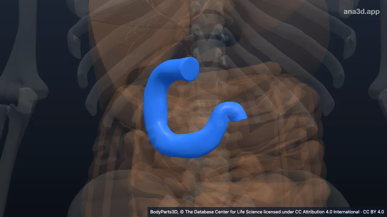 3D model: duodenum