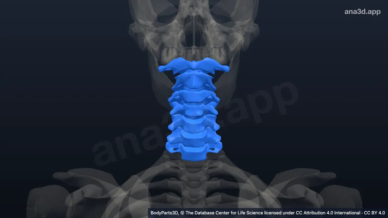 Modelo 3D: columna cervical