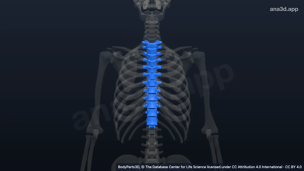 Modelo 3D: columna dorsal