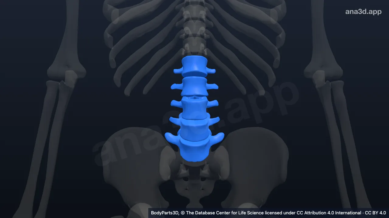 Modèle 3D : rachis lombaire