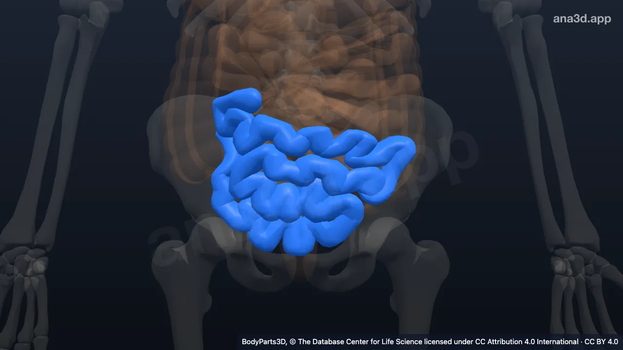 3D model: ileum
